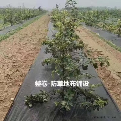 吳川防草布，pp防草布，全新料防草地布，歡迎電話咨詢