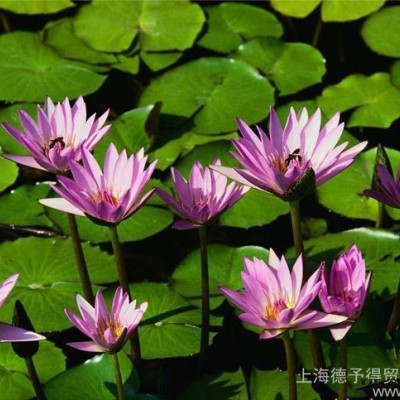 **BASF汽巴熒光增白劑OB、OB-1，用于塑料和涂料，低