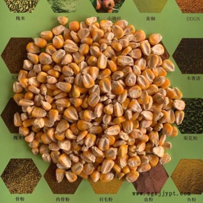 大量批發五谷雜糧鴿糧飼料玉米飼料原料農家玉米粒