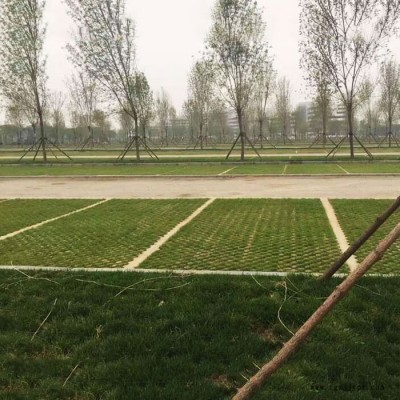 新型綠色停車場 高承載植草地坪 中創華美